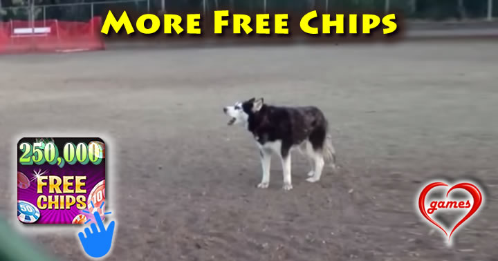 husky-noooo