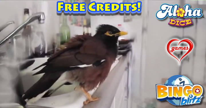 mynah-birds-blitz
