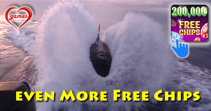orca-chase