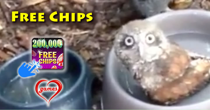 owl-bowl
