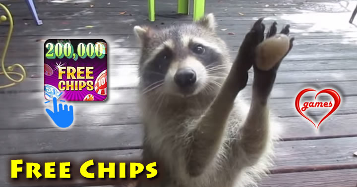 racoon-knocking