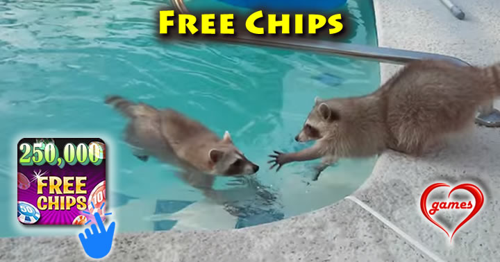 racoon-pool