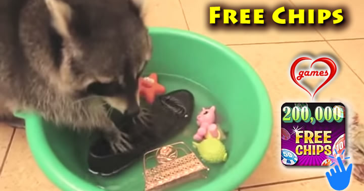 racoon-washing