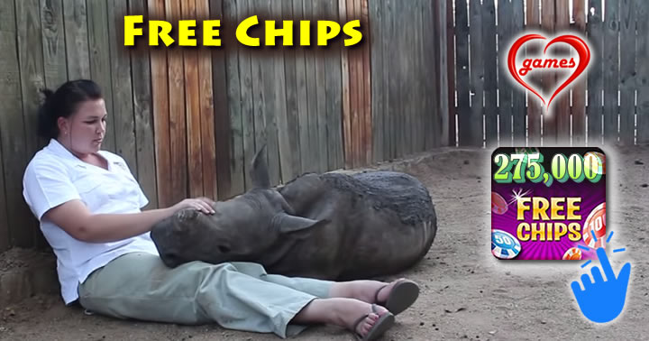 rhino2