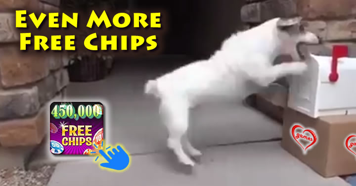 service-dog2