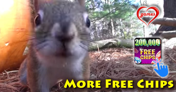 squirrel