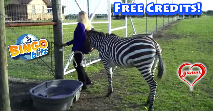 zebra-friend