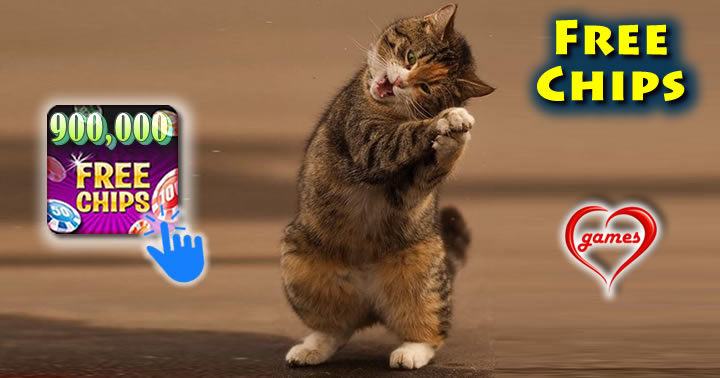 900k-cat