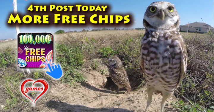 burrowing-owls