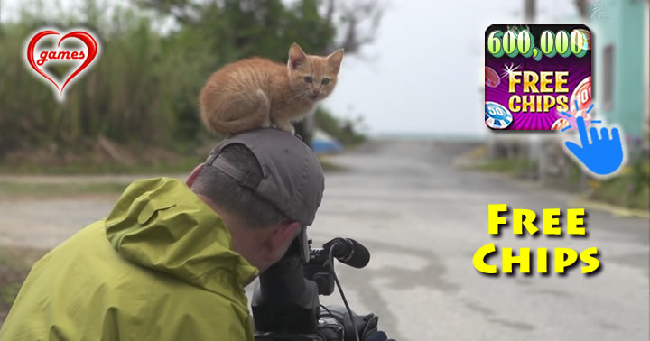 cat-hat