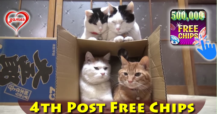 cat-surprise
