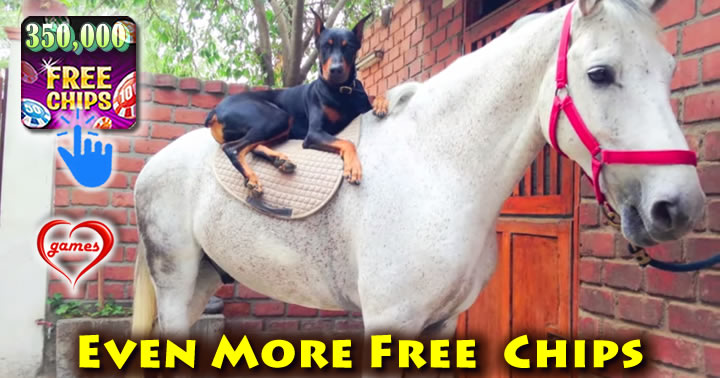 doberman-horse