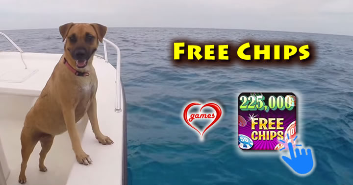 dog-dolphin