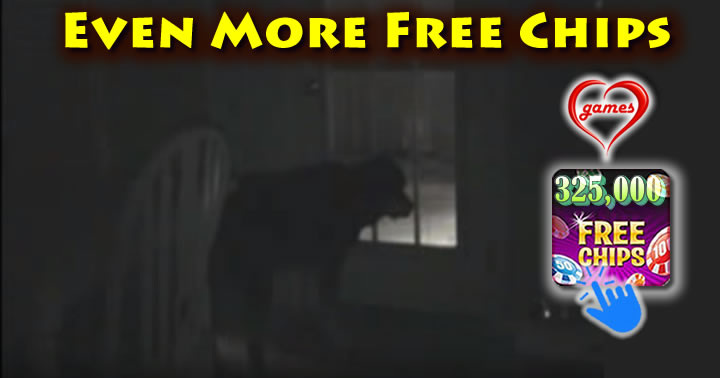 dog-n-spirit