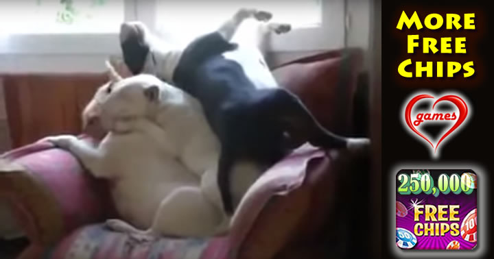 doggie-pyramid