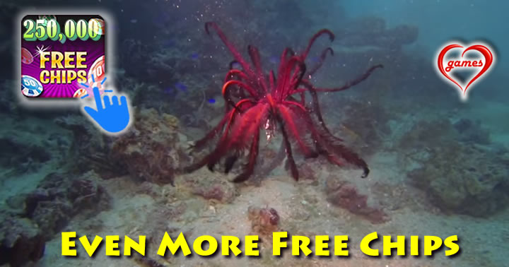 feather-star