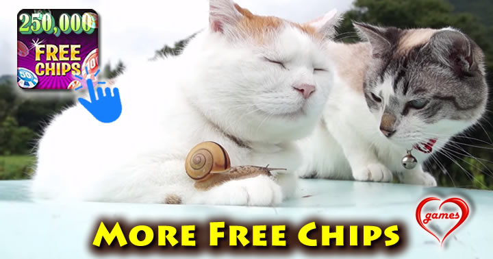 japanaese-cat-duo