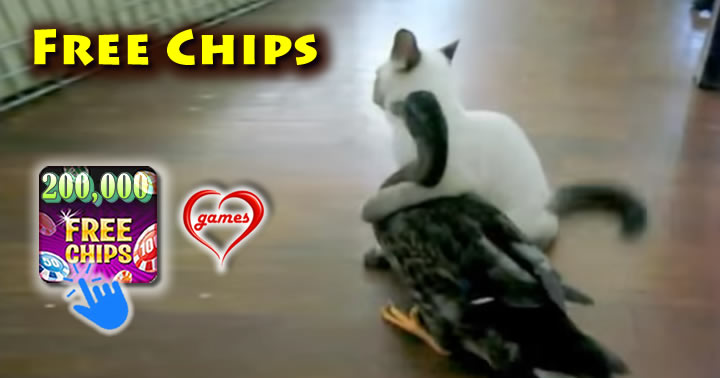 kitten-duck-pals