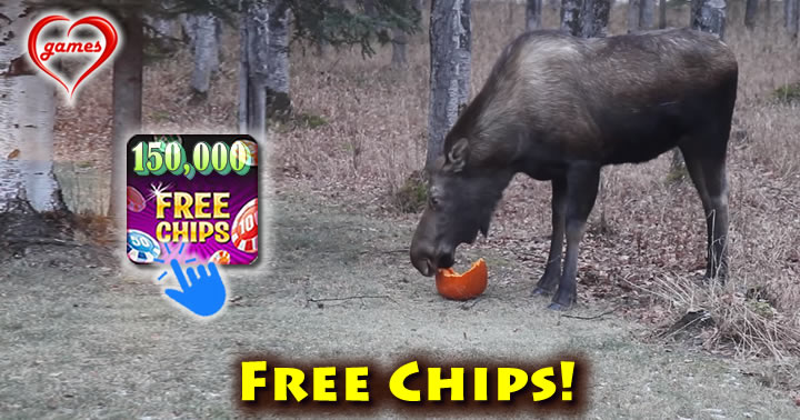 moose-pumpkin