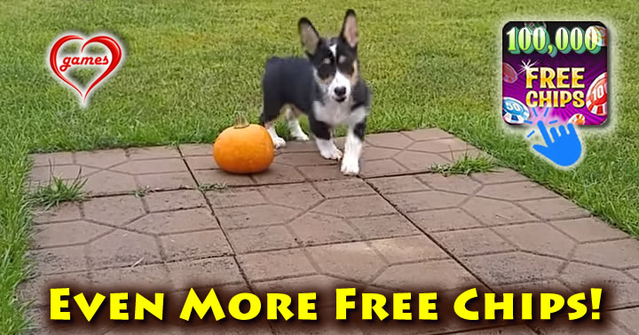 moose-the-corgi