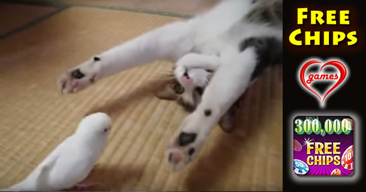 parakeet-wakes-cat