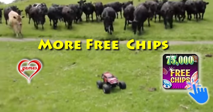 rc-cows
