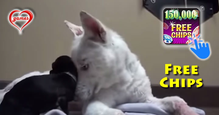 rescued-dog