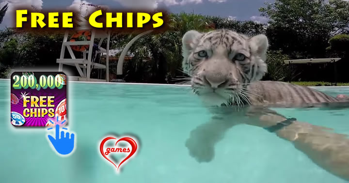 tiger-cub-swim