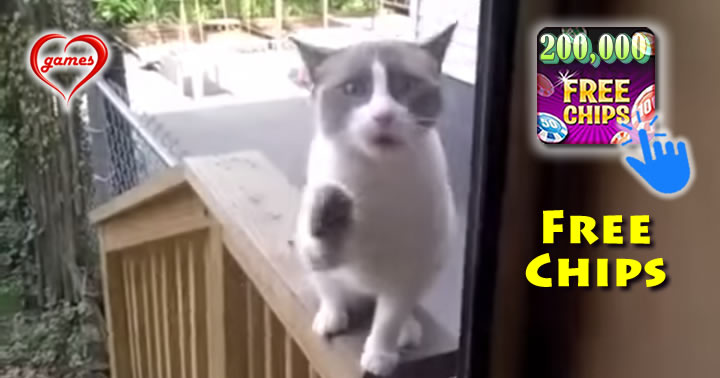 yelling-kitty