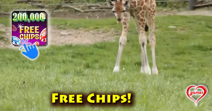 baby-giraffe