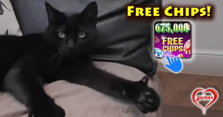 black-cat-thumb