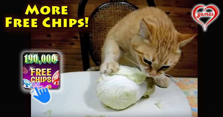 cat-cabbage