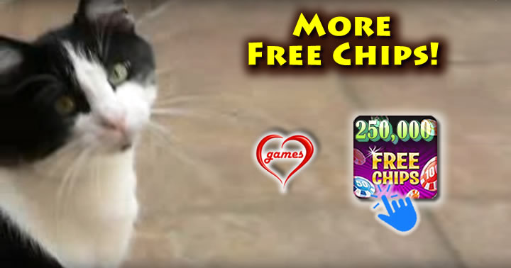 cat-chat