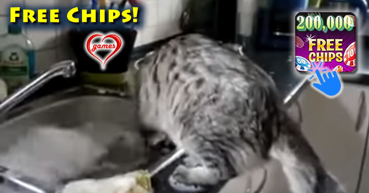 cat-sink
