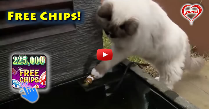 cat-sink2