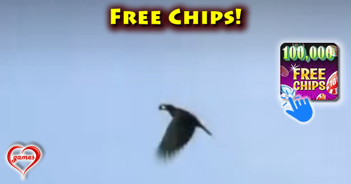 clever-crow