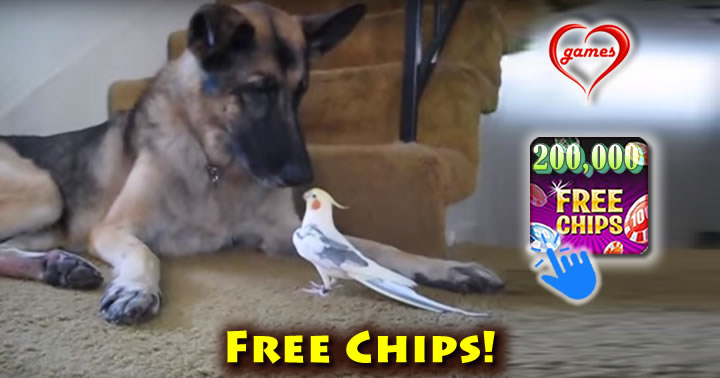 cockatiel-sing-dog