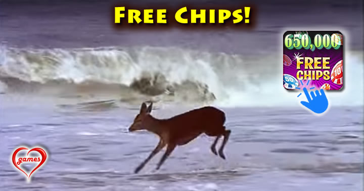 deer-on-beach