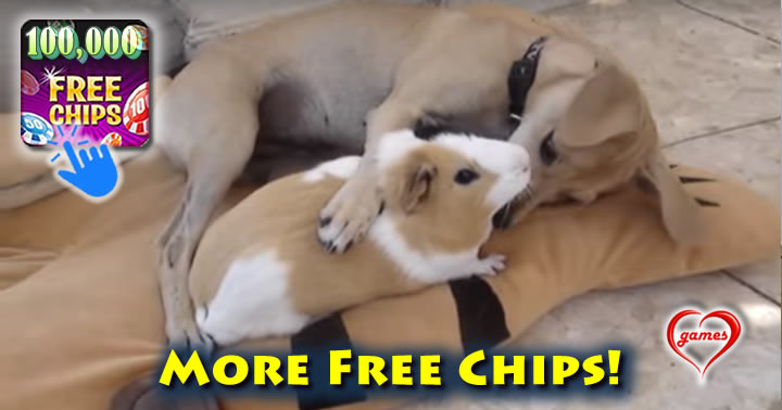 do-n-guinea