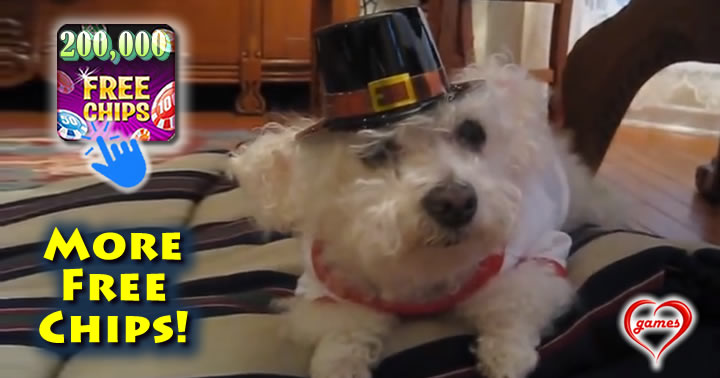 dog-pilgrim