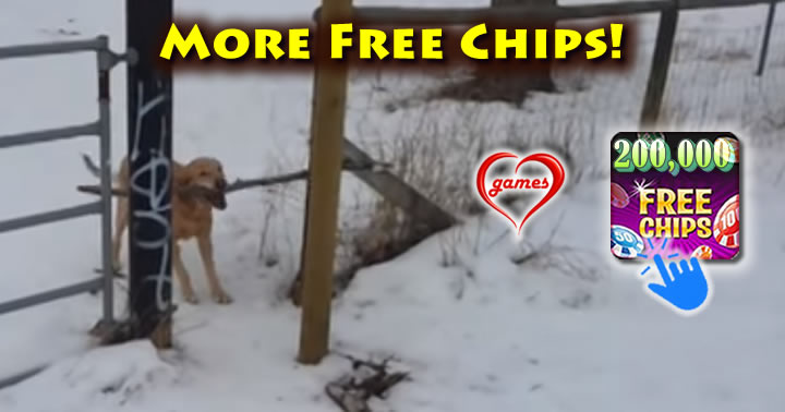 dog-stick-gate