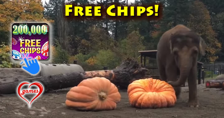 elephant-pumpkins