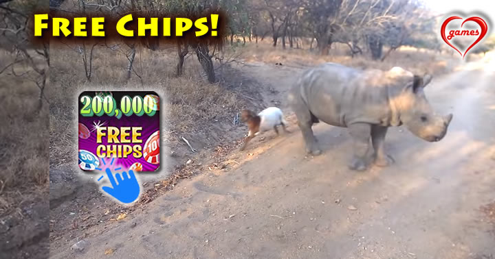 goat-rhino