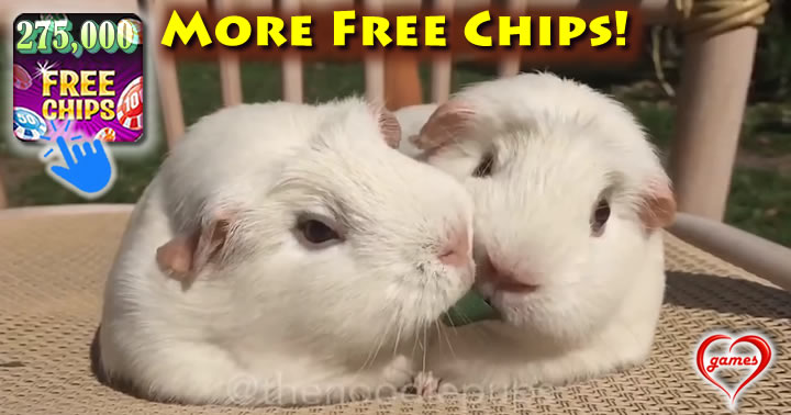 guinea-twins
