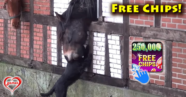 horse-best-friend