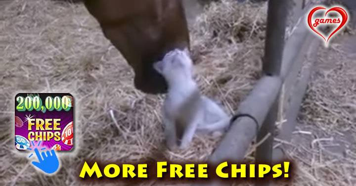 horse-loves-cat