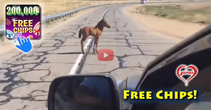 horse-road