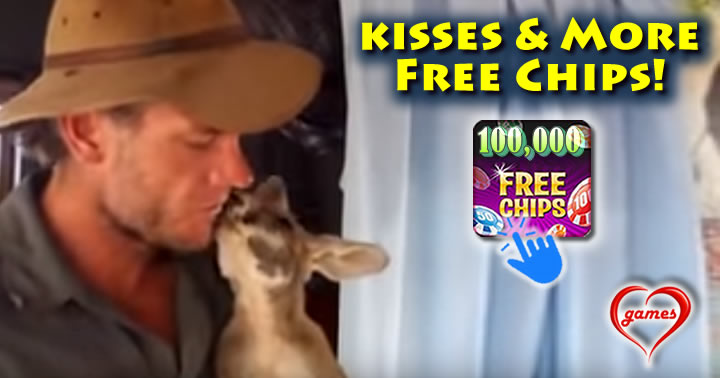kangaroo-rescue