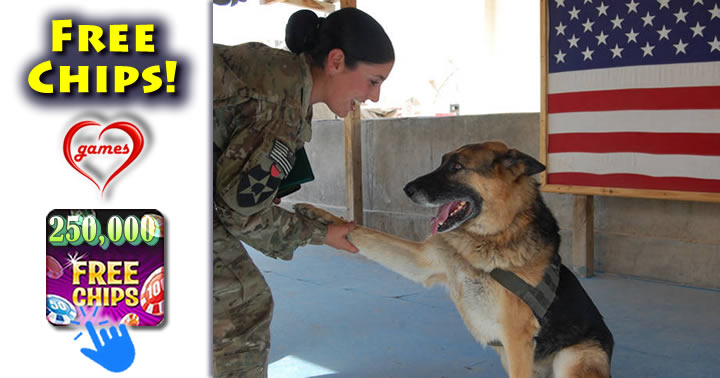 military-dog