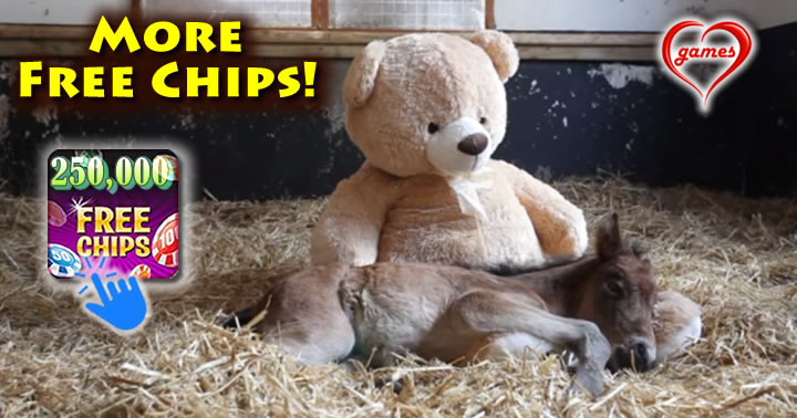 pony-teddy
